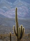 Национальный парк Лос-Кардонес в регионе Валлес Calchaquies близ Качи, провинция Сальта. NP защищает кактус Cardon (Echinopsis atacamensis). Южная Америка, Аргентина, Качи, Ноябрь — стоковое фото