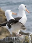 Albatros de cejas negras o mollymawk de cejas negras (Thalassarche melanophris). América del Sur, Islas Malvinas, noviembre - foto de stock