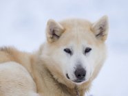 Perro de trineo durante el invierno en Uummannaq en el noroeste de Groenlandia. Los equipos de perros siguen reclutando animales para los pescadores de las aldeas. América del Norte, Groenlandia, Dinamarca - foto de stock