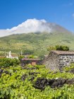 La viticulture traditionnelle près de Sao Mateus, viticulture traditionnelle sur Pico est inscrite au patrimoine mondial de l'UNESCO. Île de Pico, une île des Açores (Ilhas dos Acores) dans l'océan Atlantique. Les Açores sont une région autonome du Portugal. Europe, Por — Photo de stock