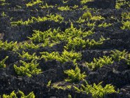 Viniculture traditionnelle près de Criacao Velha, la viticulture traditionnelle sur Pico est inscrite au patrimoine mondial de l'UNESCO. Île de Pico, une île des Açores (Ilhas dos Acores) dans l'océan Atlantique. Les Açores sont une région autonome du Portugal. Europe , — Photo de stock