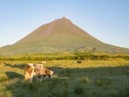 Vulcano Pico, pasto com vacas. Ilha do Pico, uma ilha dos Açores (Ilhas dos Acores) no oceano Atlântico. Os Açores são uma região autónoma de Portugal. Europa, Portugal, Açores — Fotografia de Stock