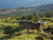Pastos con vacas, vista hacia Sao Mateus, Sao Caetano. Isla Pico, una isla en las Azores (Ilhas dos Acores) en el océano Atlántico. Las Azores son una región autónoma de Portugal. Europa, Portugal, Azores - foto de stock