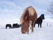 Icelandic Horse in fresh snow in Iceland. It is the traditional breed for Icealnd and traces its origin back to the horses of the old vikings. Europe, Northern Europe, Iceland — Stock Photo