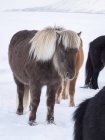 Cavalo Islandês em neve fresca na Islândia. É a raça tradicional para Icealnd e traça sua origem até os cavalos dos antigos vikings. Europa, Norte da Europa, Islândia — Fotografia de Stock