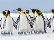 King Penguins (Aptenodytes patagonicus) on the Falkland Islands in the South Atlantic. South America, Falkland Islands, January — Stock Photo