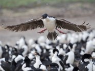 Landing in a huge colony. Imperial Shag also called King Shag, blue-eyed Shag, blue-eyed Cormorant (Phalacrocorax atriceps or Leucarbo atriceps).    South America, Falkland Islands, January — Stock Photo