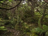 Облачный лес с эндемичной растительностью (Laurel Laurus azorica, Azores juniper Juniperus brevifolia, tree heath Erica azorica). Остров Ильхас-Терсейра, часть Азорских островов (Ilhas dos Acores) в Атлантическом океане, автономном регионе Португалии. Europ — стоковое фото