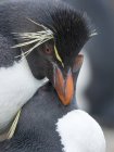 Mating. Rockhopper Penguins  (Eudyptes chrysocome), subspecies Southern Rockhopper Penguin (Eudyptes chrysocome chrysocome).  South America, Falkland Islands, January — Stock Photo