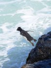 Saltando para o mar de um penhasco íngreme em Bleaker Island. Rockhopper Penguin (Eudyptes chrysocome), subespécie Southern Rockhopper Penguin (Eudyptes chrysocome chrysocome). América do Sul, Ilhas Malvinas, janeiro — Fotografia de Stock
