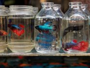Marché aux poissons d'aquarium de Yogyakarta, Jawa, Indonésie, Asie — Photo de stock