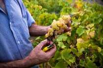 Mãos de homem segurando uvas, colheita, Ilha Salina, Messina, Sicília, Itália, Europa — Fotografia de Stock