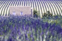 Chalet, Champ de lavande, près de Valensole, Alpes de Haute Provence, Provence, France, Europe — Photo de stock