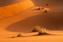 Dunes, Sahara désert, Maroc, Afrique du Nord — Photo de stock