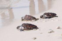 Hawksbill tartaruga (Eretmochelys imbricata) sulla spiaggia, Cayo dos mosquises, Arcipelago Los Roques National Park, Venezuela, Sud America — Foto stock