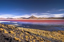 Лагуна Colorada, Едуардо Скуоа Андійський фауни Національного заповідника, Південна Lipez, Potos, Уюні, Болівія, Південна Америка — стокове фото