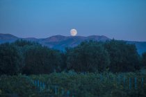 Vinhedo e lua, Campidano, Cagliari, Sardenha, Itália, Europa — Fotografia de Stock
