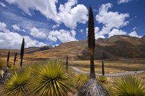 Puya Raimondi, Cordillera Blanca, Huaraz, Ancash, Peru, América do Sul — Fotografia de Stock