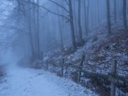 Букове дерево в тумані, Лессінія, Монті Лессіні, Трентіно, Італія, Європа — стокове фото