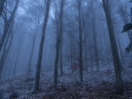 Madeira de faia no nevoeiro, Lessinia, Monti Lessini, Trentino, Itália, Europa — Fotografia de Stock