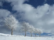 Rowan degli alberi a Coe alm di Ala, Lessinia, Monti Lessini, Trentino, Italia, Europa — Foto stock