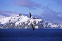 Wanderalbatros (diomendea exulans) im Flug vor verschneiten Bergen, Insel Südgeorgien — Stockfoto
