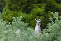 Eastern grey kangaroo (Macropus giganteus), it is the second largest living marsupial and one of the icons of Australia. The Eastern grey kangaroo is mainly nocturnal and crepuscular, it is a grazer of mainly australian grassses and herbs.  Australia — Stock Photo