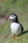 Atlantic Puffin (Fratercula arctica) on cliff in the bird reserve Hermaness. Europe, Great Britain, Scotland, Shetland Islands,Unst, May — Stock Photo