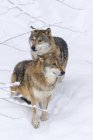 Graue Wölfe (canis lupus) im Winter im Nationalpark Bayerischer Wald. europa, mitteleuropa, deutschland, bayern, januar — Stockfoto