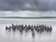 Pingouins royaux (Aptenodytes patagonicus) sur les îles Falkand dans l'Atlantique Sud. Groupe de manchots sur la plage de sable fin pendant la tempête, nuages orageux en arrière-plan. Amérique du Sud, Îles Malouines, janvier — Photo de stock