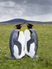 Re Pinguini (Aptenodytes patagonicus) sulle isole Falkand nell'Atlantico meridionale. Sud America, Isole Falkland, gennaio — Foto stock