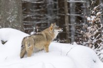 Gray Wolf (Canis lupus) durante o inverno no Parque Nacional Floresta da Baviera (Bayerischer Wald). Europa, Europa Central, Alemanha, Baviera, Janeiro — Fotografia de Stock