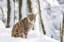 Lynx eurasien (Lynx lynx) en hiver dans le parc national de la forêt bavaroise (Bayerischer Wald). Europe, Europe centrale, Allemagne, Bavière, janvier — Photo de stock