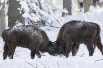 Wisent or European Bison  (bison bonasus, Bos bonasus)   during winter in  National Park Bavarian Forest (Bayerischer Wald). Europe, Central Europe, Germany, Bavaria, January — Stock Photo