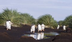 Gentoo Penguins (Pygoscelis papua), Isole Falkland. Marciando di sera verso la colonia per dar da mangiare ai pulcini. Sud America, Isole Falkland, gennaio — Foto stock