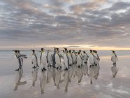Königspinguine (aptenodytes patagonicus) auf den Falklandinseln im Südatlantik. Südamerika, Falklandinseln, Januar — Stockfoto