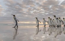 Re Pinguini (Aptenodytes patagonicus) sulle isole Falkland nell'Atlantico meridionale. Sud America, Isole Falkland, gennaio — Foto stock