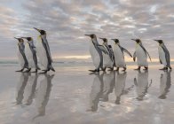 Re Pinguini (Aptenodytes patagonicus) sulle isole Falkland nell'Atlantico meridionale. Sud America, Isole Falkland, gennaio — Foto stock