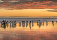 Gentoo пінгвіни (Pygoscelis Папуа) на піщаному пляжі добровольців Point. Південна Америка, Фолклендський, Січень — стокове фото