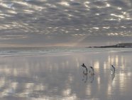 Gentoo Penguins (Pygoscelis papua) sur la plage de sable de Volunteer Point. Amérique du Sud, Îles Malouines, janvier — Photo de stock