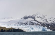 Льодовик Фортуна на Кейп-Бест. Антарктида, Субантарктика, Південна Джорджія, жовтень — стокове фото