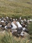 Albatros de cejas negras o mollymawk de cejas negras (Thalassarche melanophris), típico comportamiento de cortejo y saludo. América del Sur, Islas Malvinas, noviembre - foto de stock