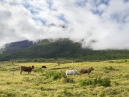 Vulcano Pico, pasto com vacas. Ilha do Pico, uma ilha dos Açores (Ilhas dos Acores) no oceano Atlântico. Os Açores são uma região autónoma de Portugal. Europa, Portugal, Açores — Fotografia de Stock
