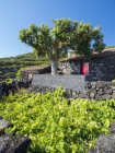 La vinicultura tradicional cerca de Sao Mateus, el cultivo de vino tradicional en Pico está catalogado como patrimonio mundial de la UNESCO. Isla Pico, una isla en las Azores (Ilhas dos Acores) en el océano Atlántico. Las Azores son una región autónoma de Portugal. Europa, Por - foto de stock