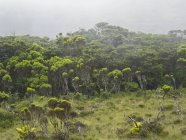 Feuchtgebiet mit endemischer Vegetation, Azoren-Wacholder (Juniperus brevifolia), Baumheide (Erica azorica). pico island, eine Insel in den Azoren (ilhas dos acores) im Atlantik. die azoren sind eine autonome region portugals. europa, portugal, azo — Stockfoto