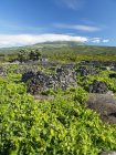 La vinicultura tradicional cerca de Lajido, el cultivo de vino tradicional en Pico está catalogado como patrimonio mundial de la UNESCO. Isla Pico, una isla en las Azores (Ilhas dos Acores) en el océano Atlántico. Las Azores son una región autónoma de Portugal. Europa, Portuga - foto de stock