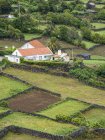 Felder in der Nähe von Ribeiras. pico island, eine Insel in den Azoren (ilhas dos acores) im Atlantik. die azoren sind eine autonome region portugals. europa, portugal, azoren — Stockfoto