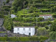 Faja dos Vimes. Ilha de São Jorge, uma ilha dos Açores (Ilhas dos Acores) no oceano Atlântico. Os Açores são uma região autónoma de Portugal. Europa, Portugal, Açores — Fotografia de Stock