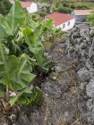 Piantagione di banane nella Faja dos Vimes. Isola di Sao Jorge, un'isola delle Azzorre (Ilhas dos Acores) nell'oceano Atlantico. Le Azzorre sono una regione autonoma del Portogallo. Europa, Portogallo, Azzorre — Foto stock