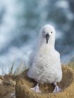 Pulcino su nido a forma di torre. Muschio bianco o mollymawk bruno (Thalassarche melanophris). Sud America, Isole Falkland, gennaio — Foto stock